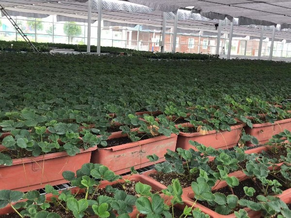 伏天高溫潮濕，草莓育苗如何避開“中暑”危害安然度過？