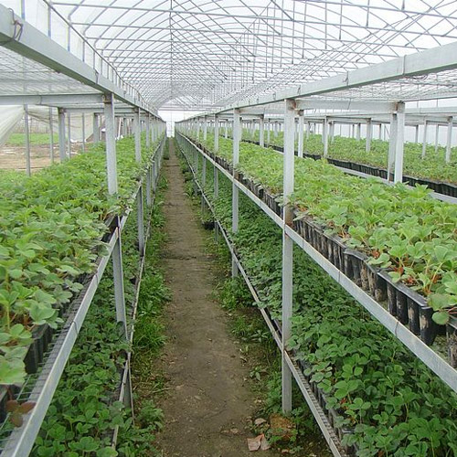自從選擇了艷九天草莓苗后，幫助我們草莓種植戶徹底解決了種植難題。