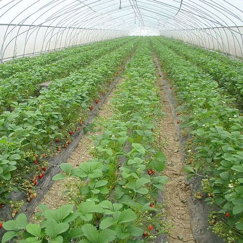 艷九天草莓苗生態化種植，采用高新技術落實育苗實踐！