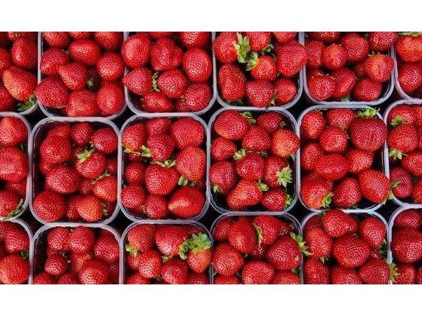 草莓苗批發